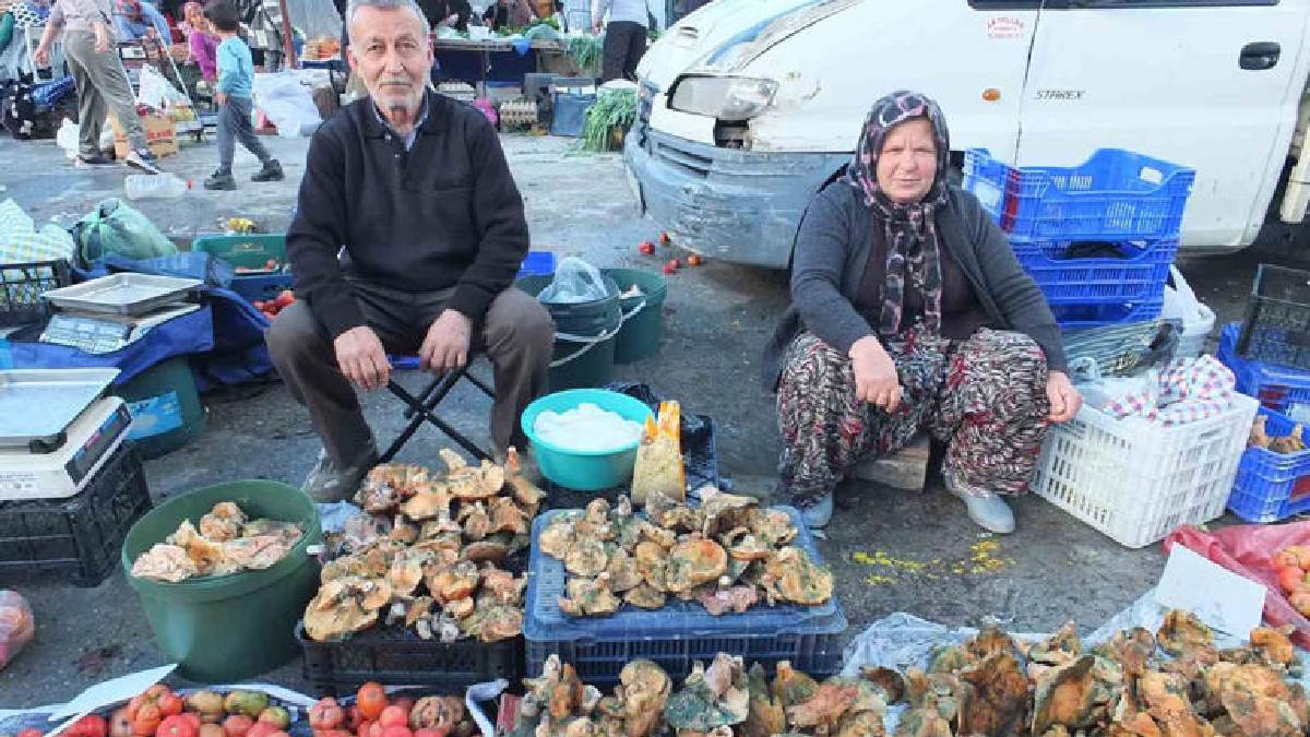 Yağmurun bereketi resmen fışkırdı! Ormanlar doldu, tezgahlar süslendi: 400’den 100 TL’ye düşen fiyat güldürdü