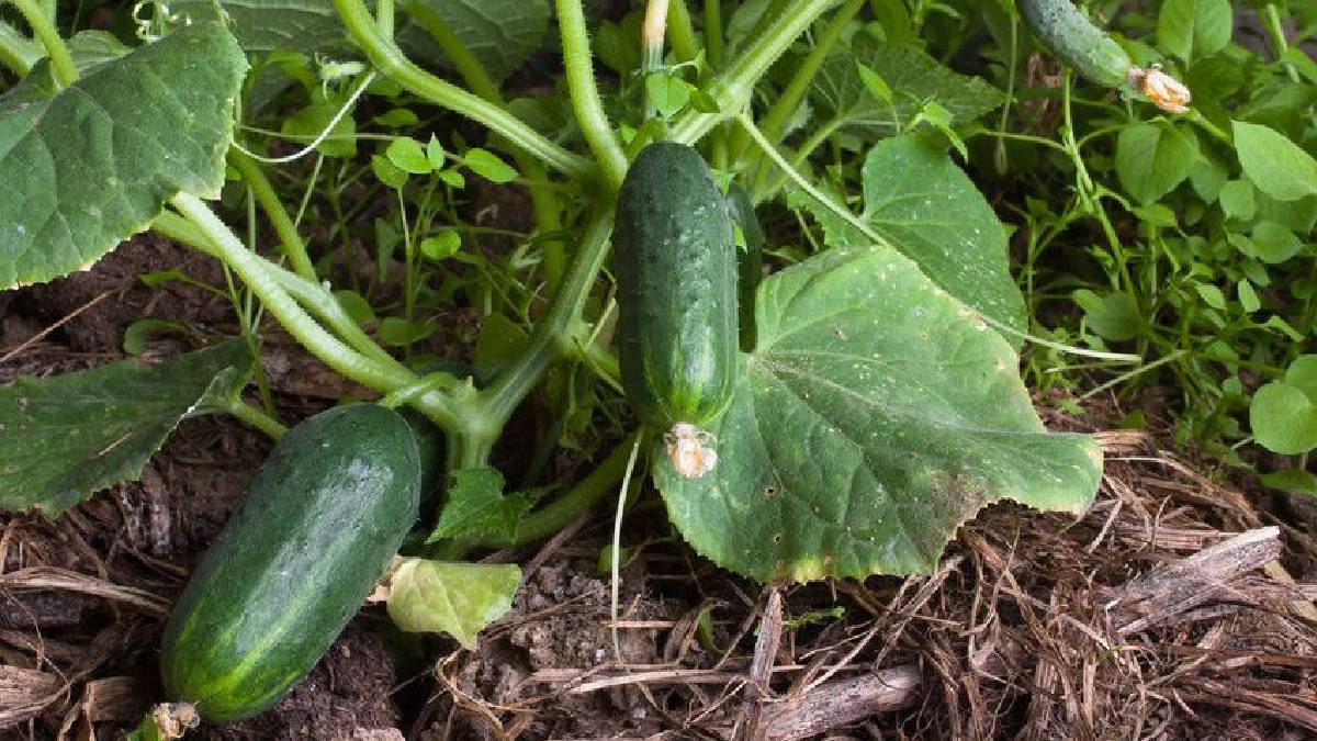 Artık salatalık yemek de riskli! Tarım krizi büyüyor: ‘Fluopyram’ kimyasalı resmen tehlike saçıyor