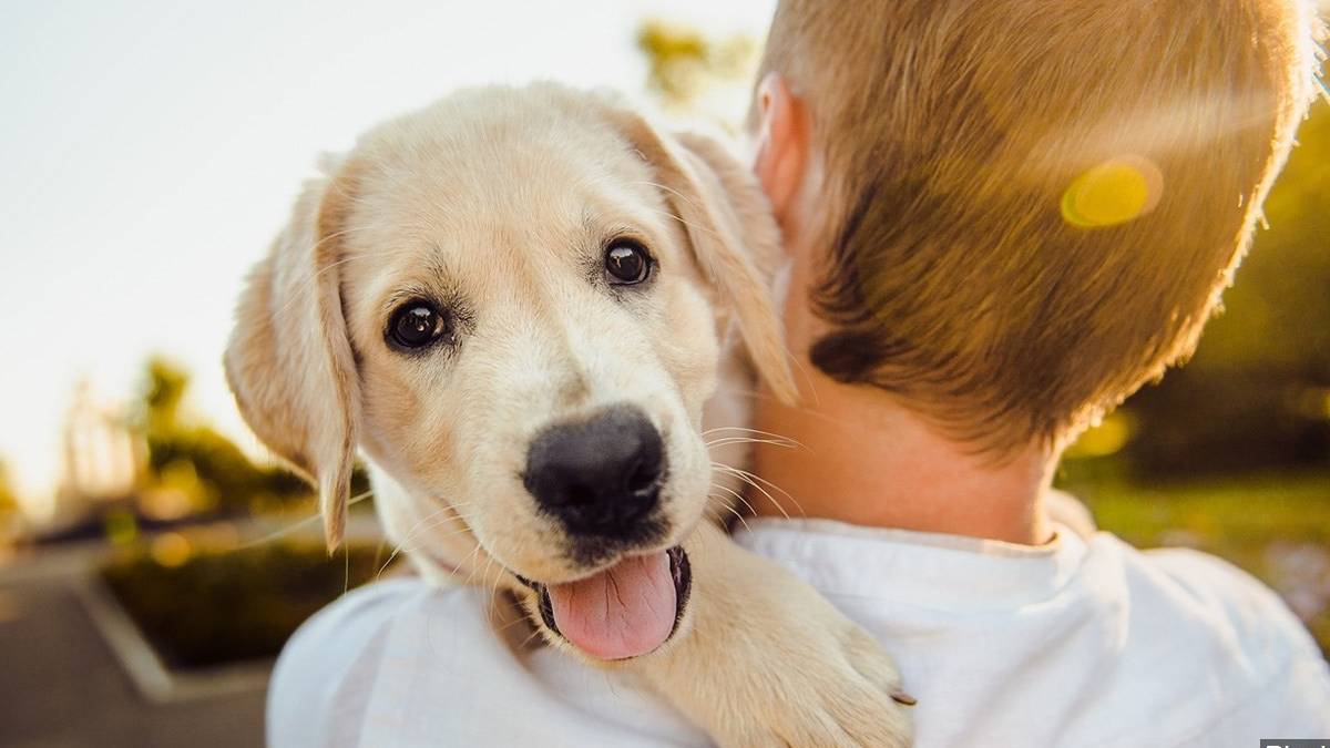 Binlerce yıllık dostluk: Köpekleri bize bu kadar yaklaştıran ne?