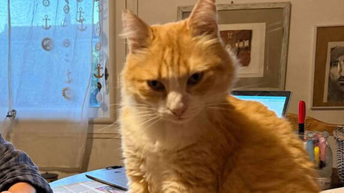 Kedi Remi hakkında 'ev hapsi' kararı