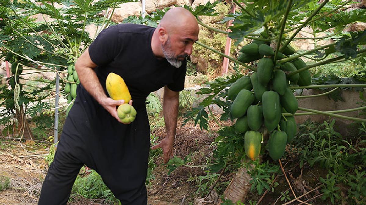 Alanya’dan dünyaya uzanan üretim! Haftada 3 ton ihracat ediliyor: Bir ağaçtan yılda 60 kg hasat ediliyor