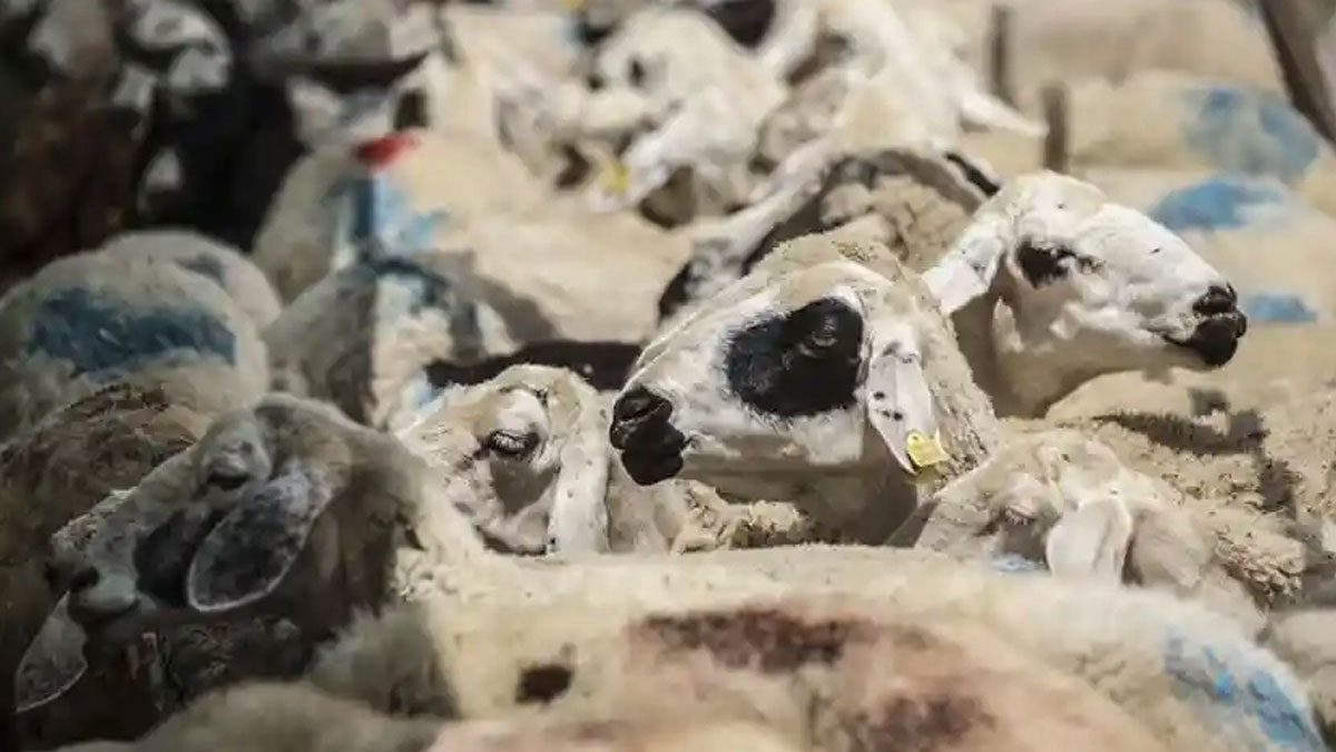 Yunanistan'dan uyarı: Çiçek hastalığı alarm veriyor