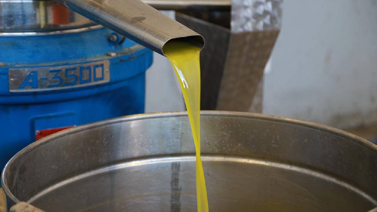 Burhaniye Belediyesi zeytinyağları satışa sunuldu