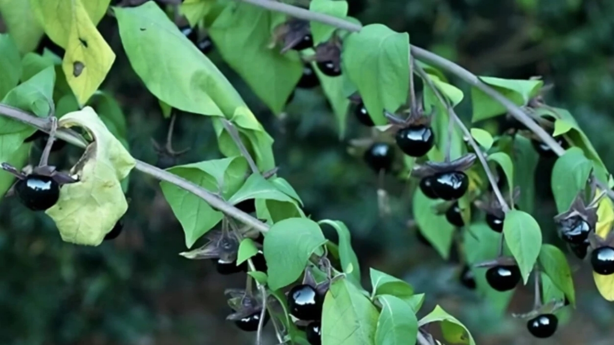 Ispanaktaki gizli tehlike! Resmen zehirleyip komaya yol açıyor: Ispanağın arasına karışan güzelavrat otuna dikkat