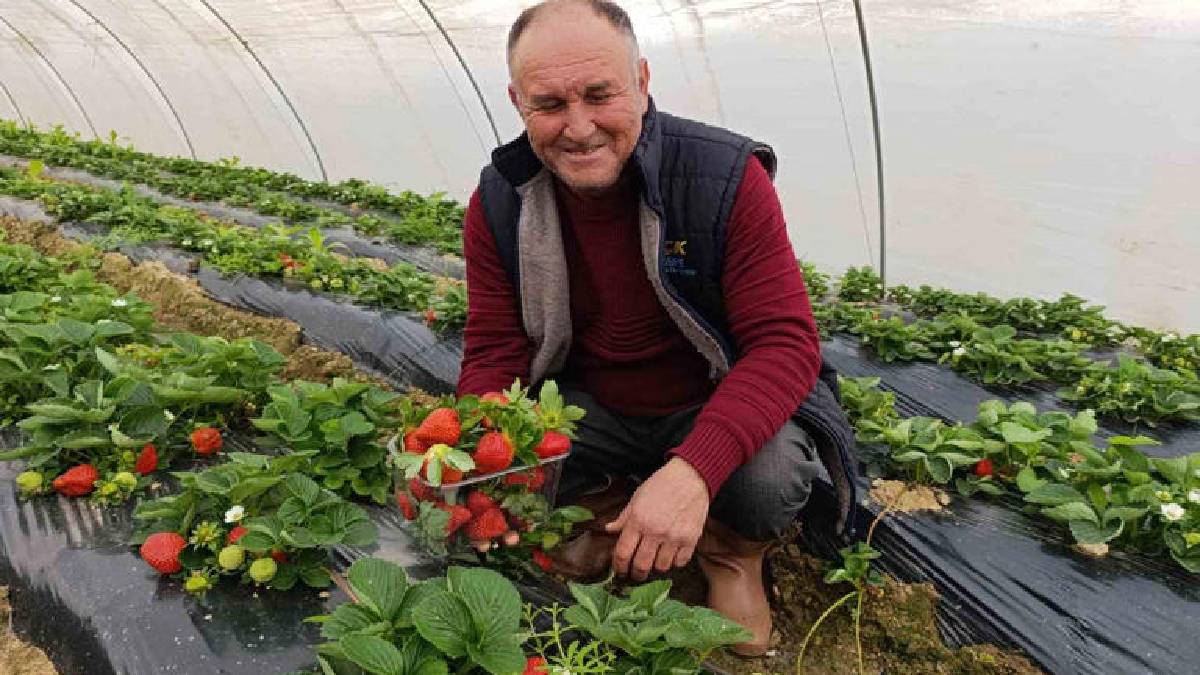 4 mevsim yetişiyor, Aralık ayında bile talep patlıyor! Kilosu 200 TL: İsteyen pazardan isteyen tarladan alıyor