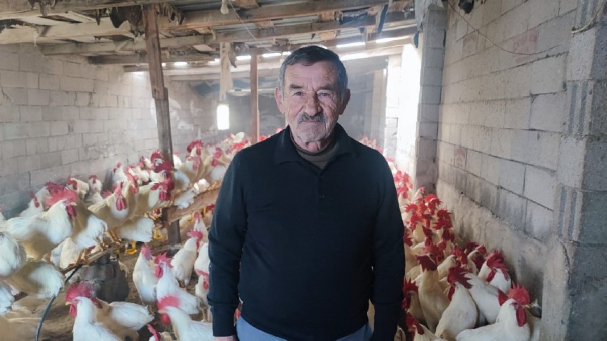 Emekli öğretmenin organik girişimi! Hobi olarak başladı, 3 yılda 850 etlik horoz sahibi oldu