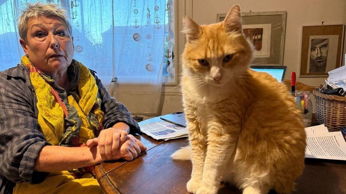 Dünyada ilk kez bir kedi ceza aldı! Suçlu diye anılıyor: Para ve ev hapsi cezası verildi