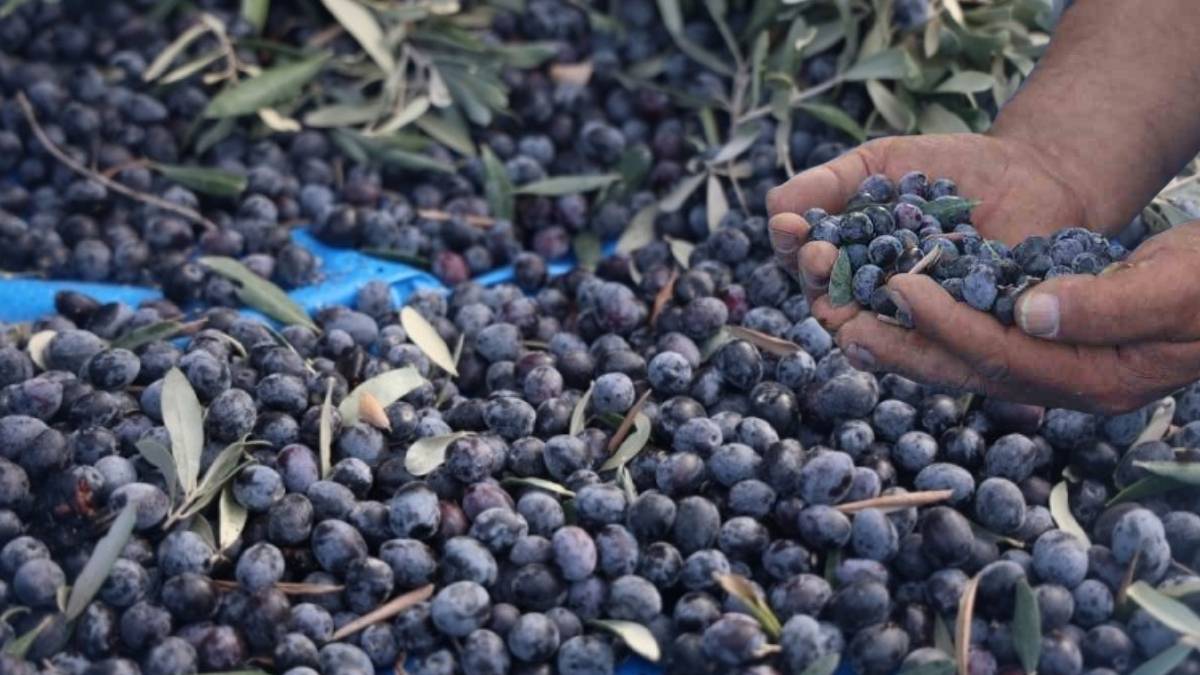 Kuraklık fiyatları da vurdu! Hasat azaldı, rakamlar uçtu: Kilosu 200 liraya kadar çıktı