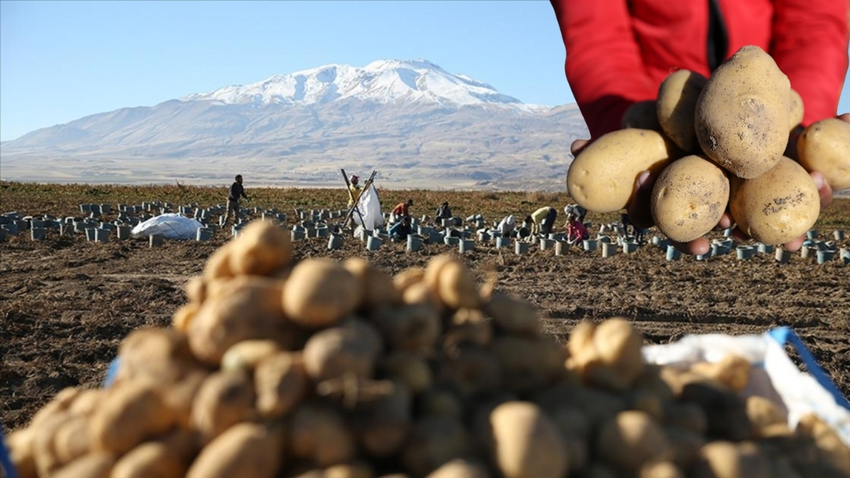 Hummalı hasat mesaisi başladı! 250 bin rekolte bekleniyor: Doğu'nun "patates havzası"