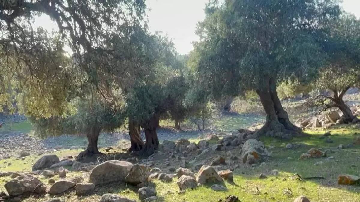 Yalnızca Gökçeada'da yetişiyor! Ne ilaç var ne de gübre: Türkiye’nin başka yerinde bu kadar organiğini bulamazsınız