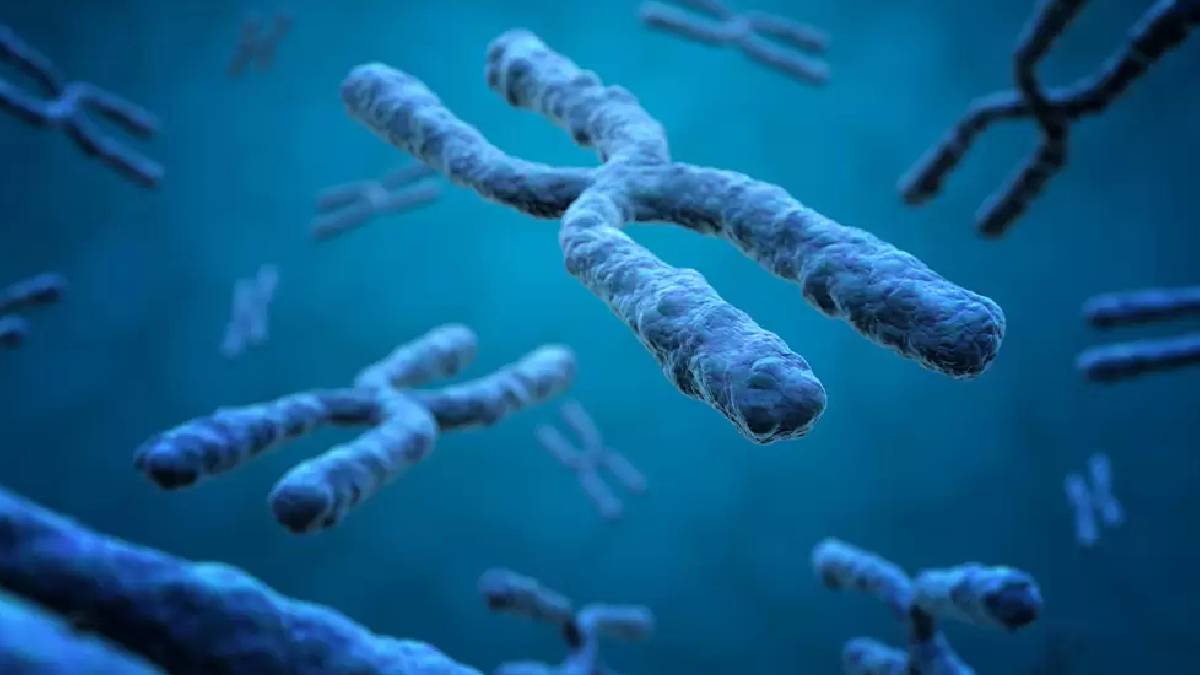 Y kromozomu hakkında yeni iddia: Genlerin büyük bölümü kaybolmuş olabilir