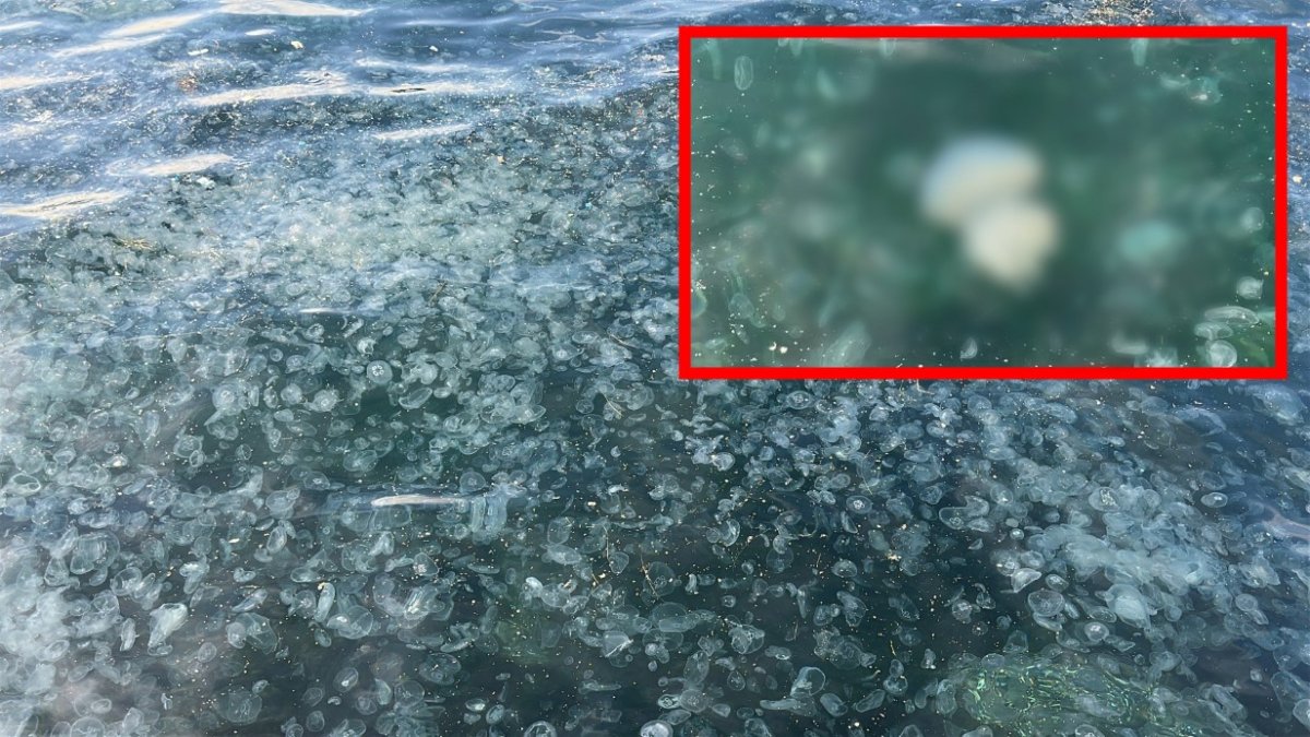 İstanbul'da tedirgin eden görüntü! Denizin yüzeyini görenler şok oldu: İşte o görüntüler...