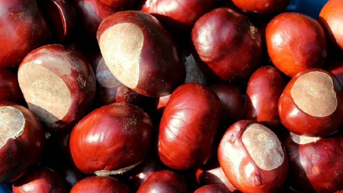 Türkler üzerine basıp geçiyor, Ukraynalılar dolaplara koyuyor! İşte dolaba kestane koymanın nedeni…