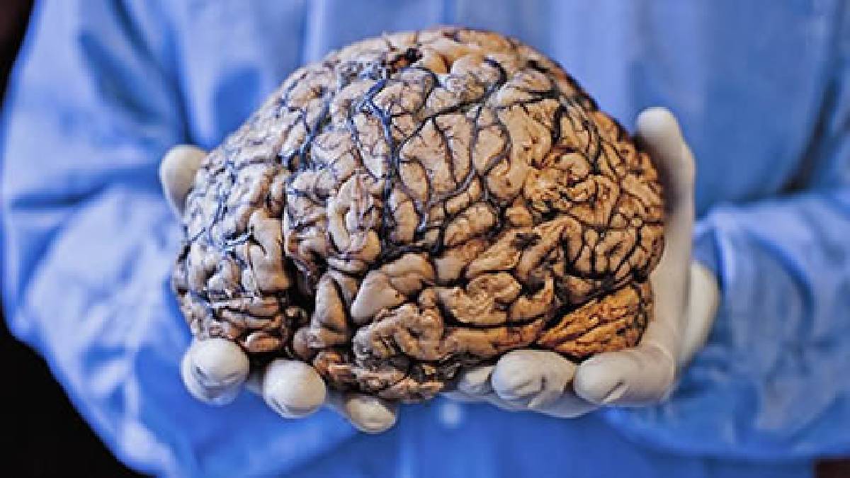 Beynimizin ne kadarını kullanıyoruz? İnsanlar beyninin yalnızca %10’unu mu kullanıyor? İşte beyinle ilgili tüm gerçeklikler…