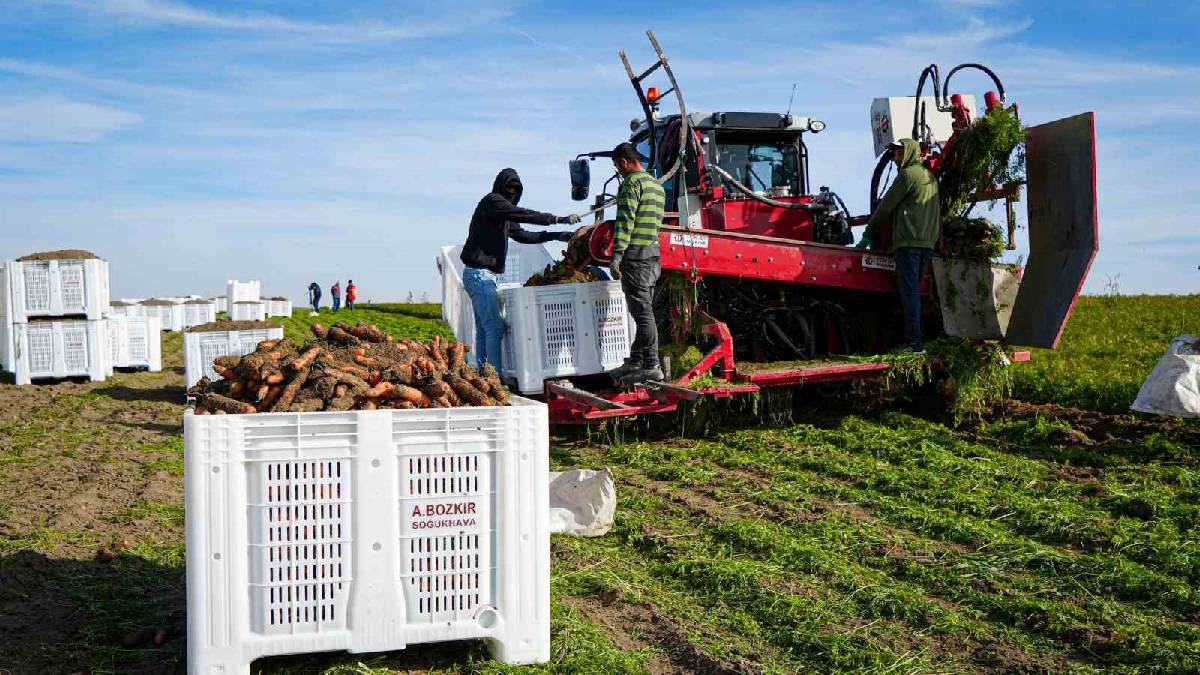 Ankara’da yoğun mesaili hasat vakti! Dönüm başına 10 ton verim bekleniyor: ‘Kalitesi, albenisi, tadı çok farklı’