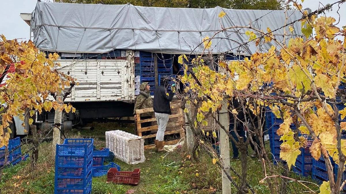 Hasatta sona gelindi, üzüm miktarı azaldı! İç piyasada satış devam ediyor: Kaliteye göre 25-35 TL ediyor