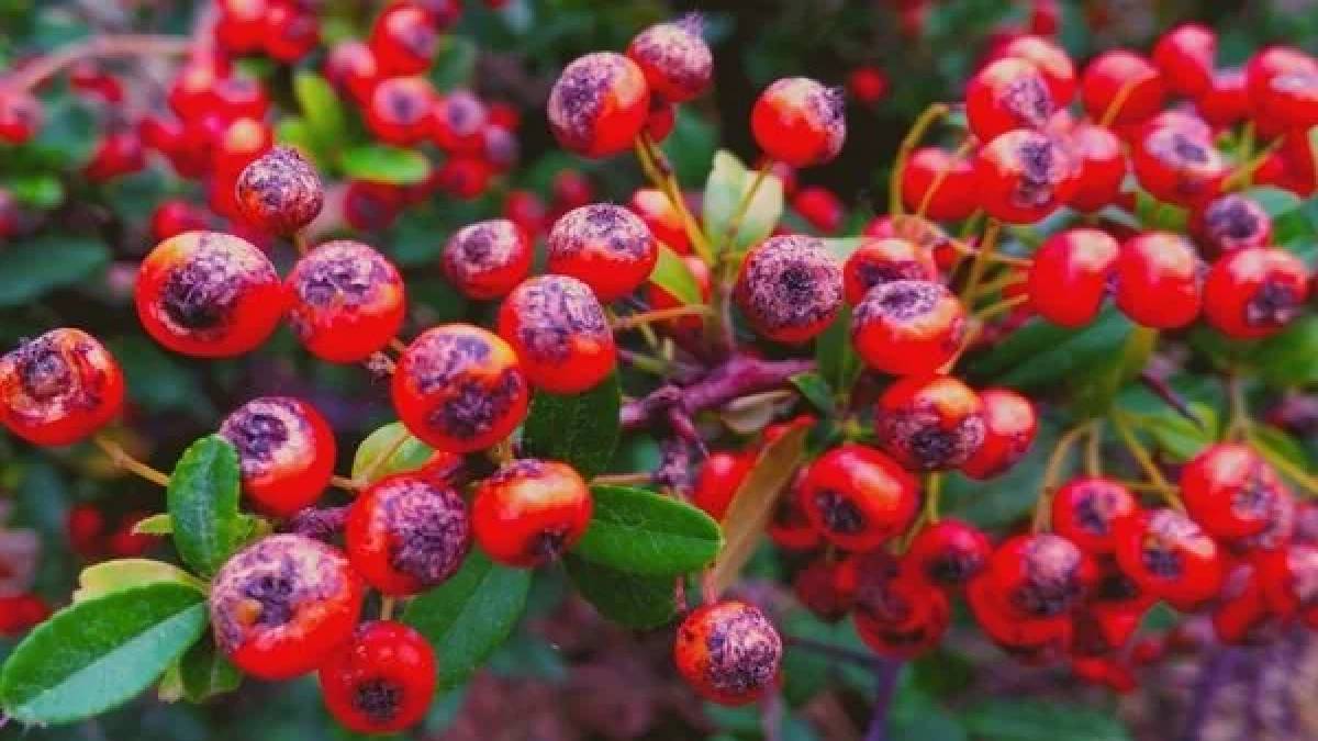 Türkiye’de bolca bulunuyor, bu halini kimse bilmiyor! Daldan toplanıp önce macun yapılıyor, sonra dışı sertleştiriliyor