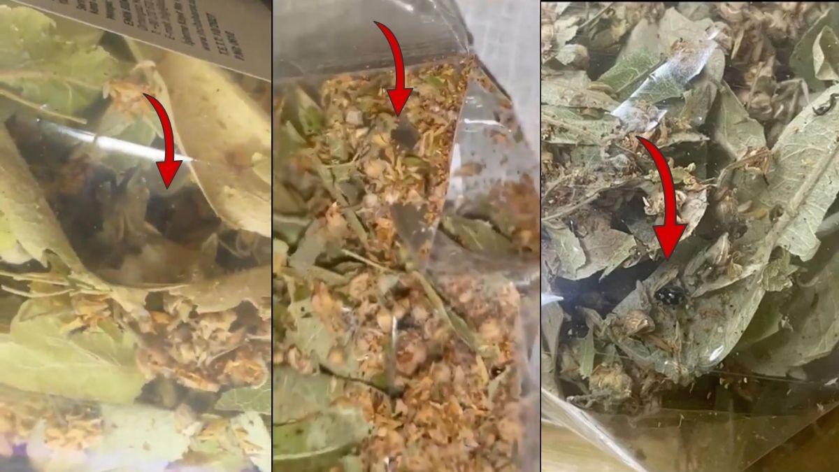 Marketten ıhlamur almayı tekrar gözden geçirin! İçinde yok yok: Sinekler, uğur böcekleri… Gözlerine inanamadı!