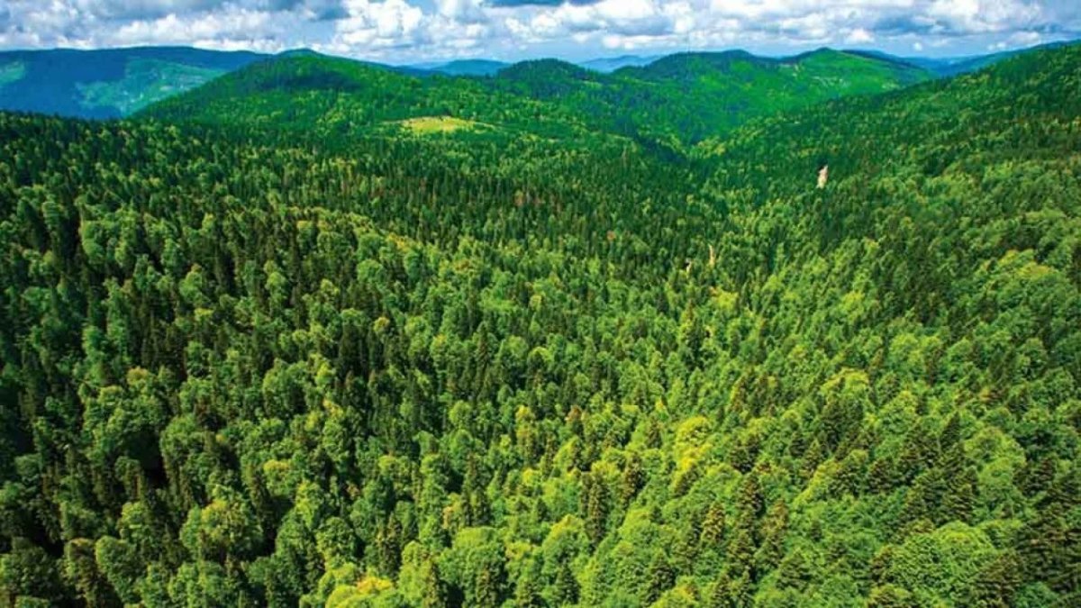 IKEA iki ülkeden orman satın aldı: Sürdürülebilir hammadde