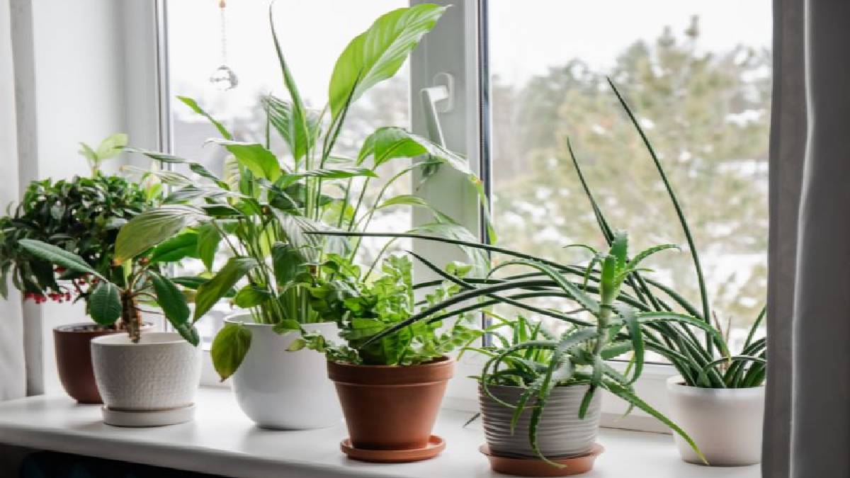 Aralık ayında bu bitkileri sakın unutmayın! İşte bu ayda budanması gereken bitkiler…