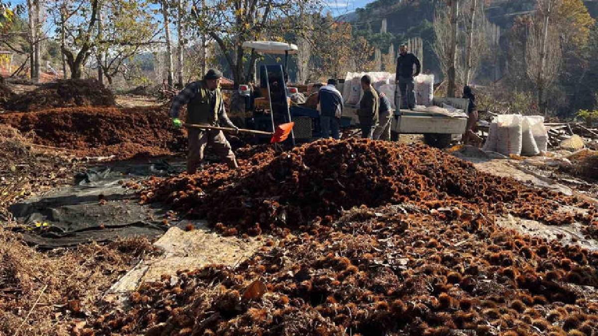 1 ay dinlendi dikenlerinden arındırıldı! Sofra yolculuğu başladı: Alıcılar akın ediyor, ‘Herkes tadına bakmalı’ deniyor