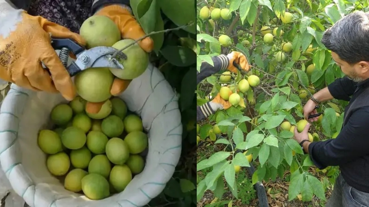 Binlerce aile geçimini sağlıyor, bahçede 40 liraya satılıyor! Limonun başkentinde hasat başladı