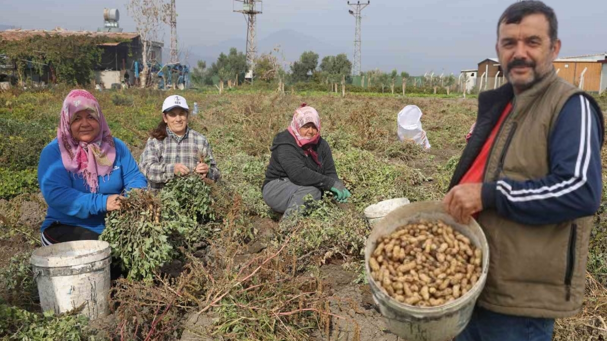 Hasat başladı, kuraklık rekolteyi etkiledi! Tarlada 60, markette 150 liraya alıcı buluyor