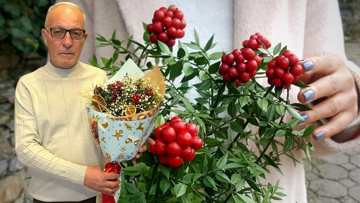 Aralık ayında herkes alıyor, resmen yok satıyor! Ormanlık alanlardan toplanıyor, şans getirdiğine inanılıyor