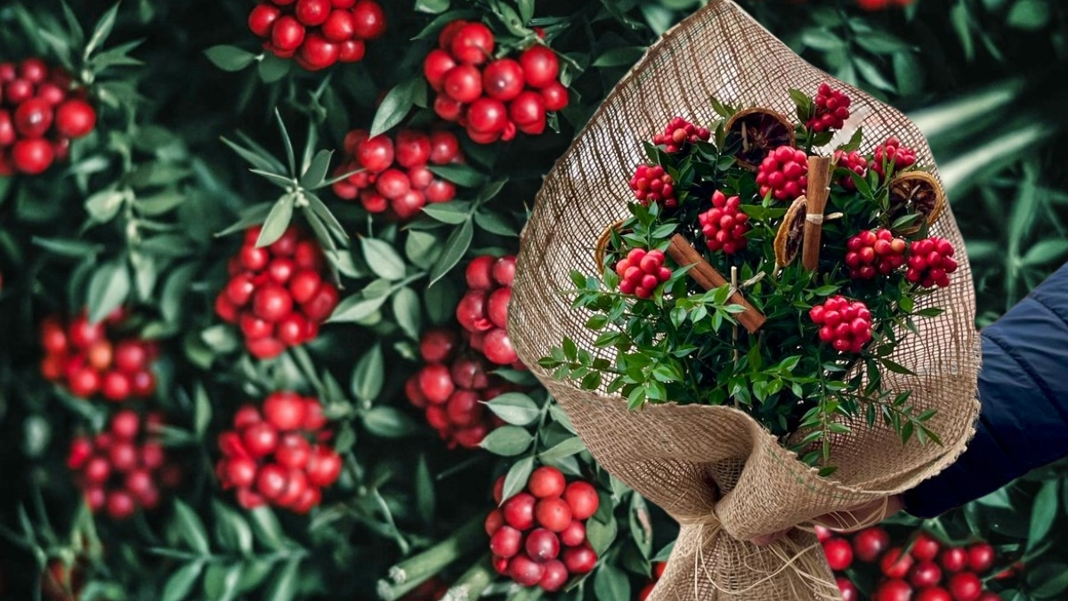 Kokina nedir? Kokina çiçeğinin anlamı ve efsanesi var mı? İşte yılbaşı çiçeğinin altında yatan sırlar