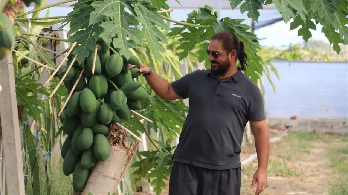 Nektar fazlalığı sorununu avantaja çevirdi! Hem meyvesini hem balını üretiyor: Bulduğu çözüme kendisi bile şaşırıyor