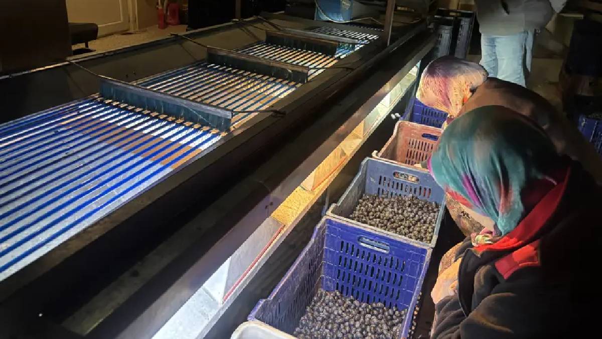 Tarladan 160 TL’ye veriyor, markette fiyatı 500’e çıkıyor! Düşük verimli hasat bitti: 2000 ton rekolte üreticiyi üzdü