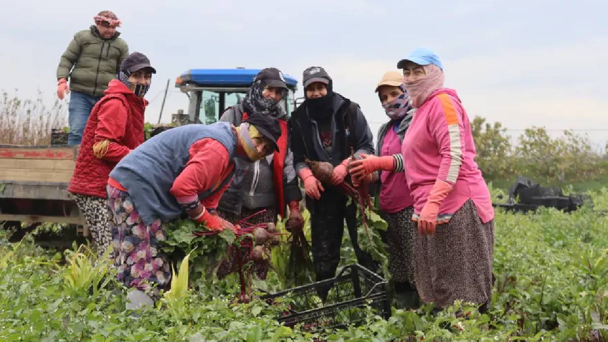 Kırmızı elmasta hasat heyecanı! Lezzeti kadar sağlığa faydası da çok: 40 TL’den kapış kapış satıyor