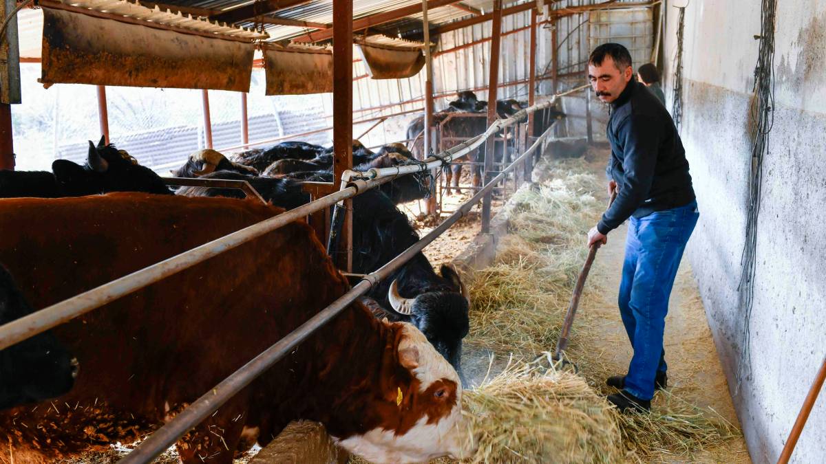 ABB’nin kırsal kalkınma destekleri sürüyor: Manda yetiştiricilerine ücretsiz kaba yem desteği