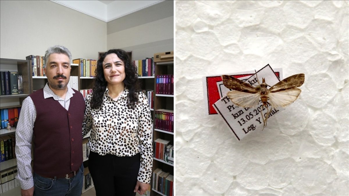 Eşine duygusal sürpriz! Yeni keşfedilen güve türüne eşinin adını verdi: Tehpris yıldızea