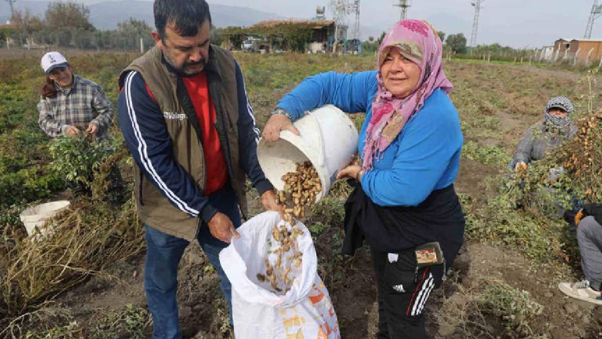 Kuraklık rekolteyi yarı yarıya düşürdü! Hasat yine de umutla başladı: Tarlada 60, markette 120 TL’ye satılıyor