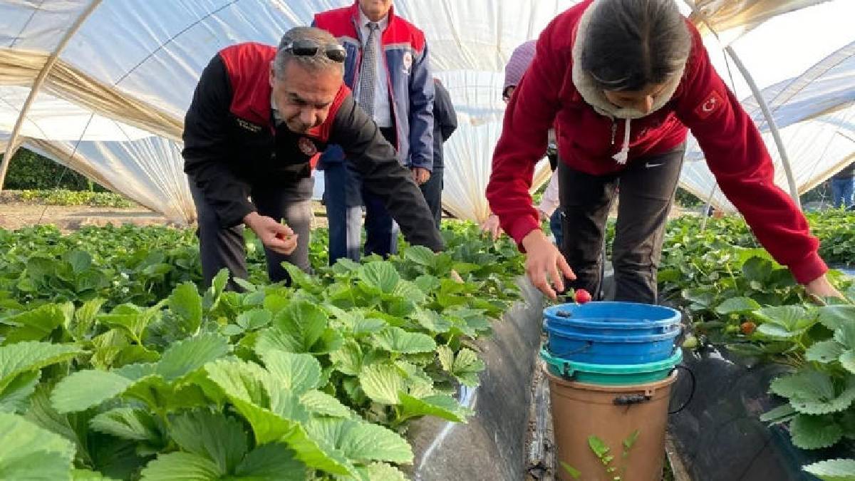 Coğrafi işaretli üründe hasat telaşı! 112.877 tonluk üretimle Türkiye ikincisi: Kokusu, aroması, rengi fark yaratıyor