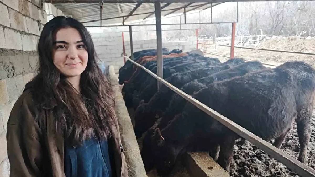 Atama bekliyordu hayvancılığa başladı! 25 yaşında 15 gebe düve sahibi: Baba desteğiyle işini büyütüyor