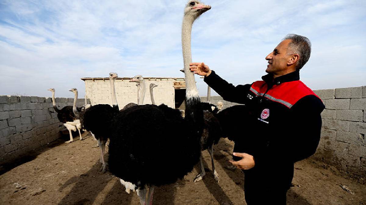 İstanbul’da devekuşu gördü yetiştirmek için Kars’a döndü! Şimdi çiftliğini kuruyor: 7 dönümde sayıları 1 yılda 11’e çıktı