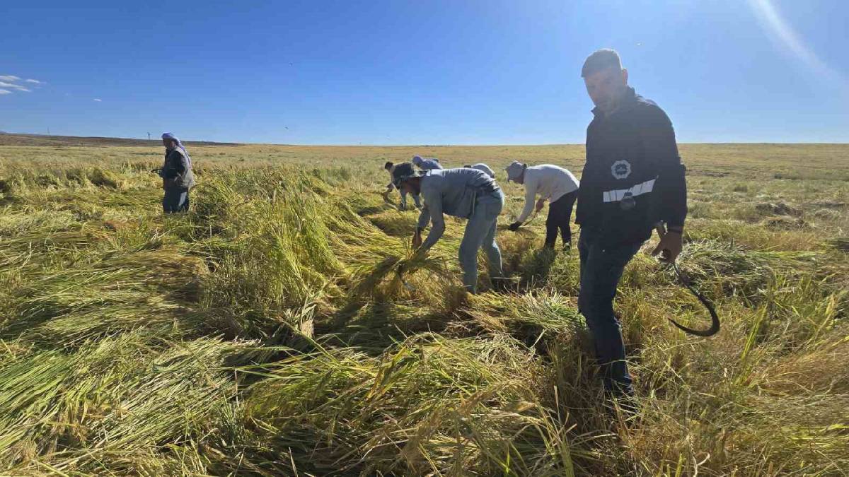 Volkanik arazilerde 6 yılda bir yetişiyor! Zengin mineraliyle dikkat çekiyor, Türkiye’nin her noktasına gönderiliyor