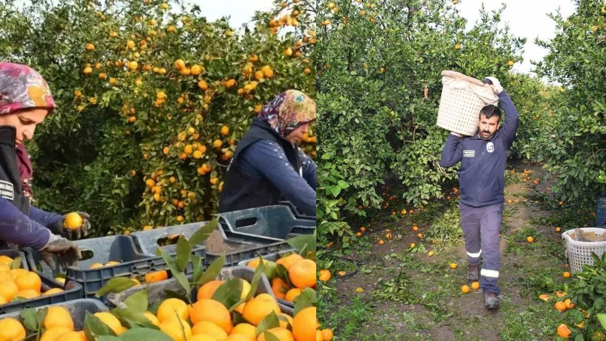 Belediyeden hem üreticiye hem tüketiciye destek: Kilosu 2 liraya düştü, tonlarca ürün vatandaşa ücretsiz dağıtıldı