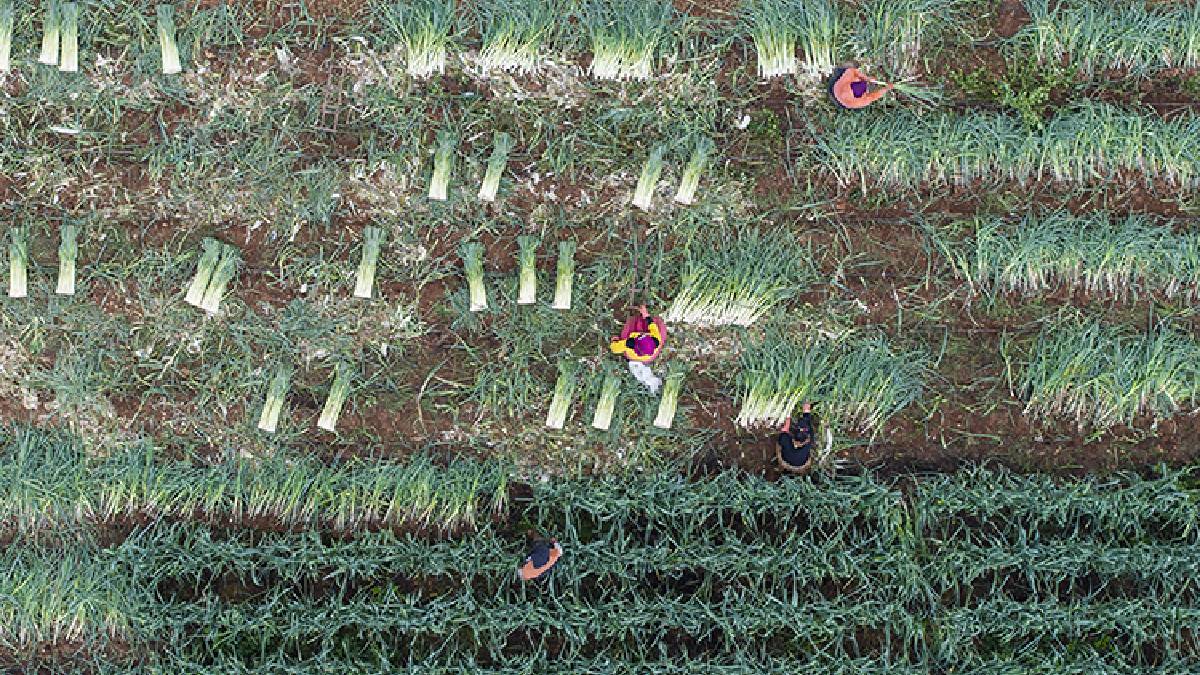 Sebze tarlalarında hasat telaşı! 1 milyon 900 bin ton üretim yapılıyor, emekler karşılığını buluyor!