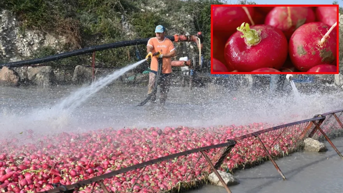 Dondurucu soğukta hasat ediliyor, saatlerce temizleniyor! Bölgenin en kıymetlisi: Kadirli turpu