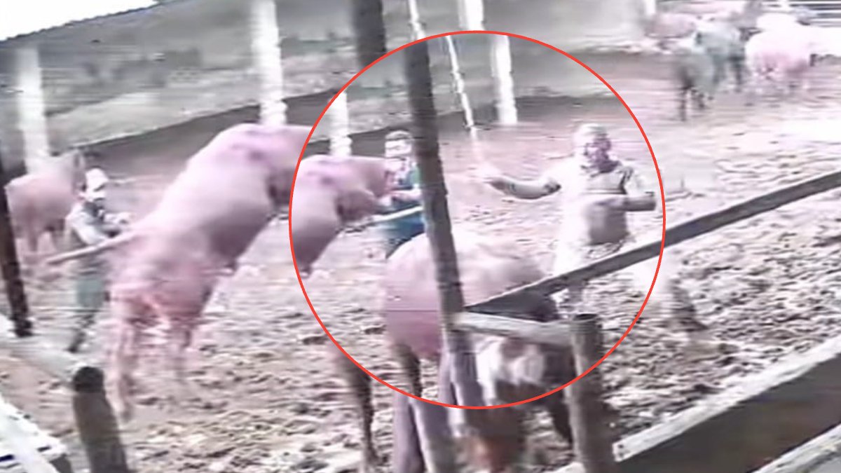 Görüntüler boğa güreşinden değil! Besici ölümden döndü: Boğa bir anda besiciye saldırdı, o anlar kamerada