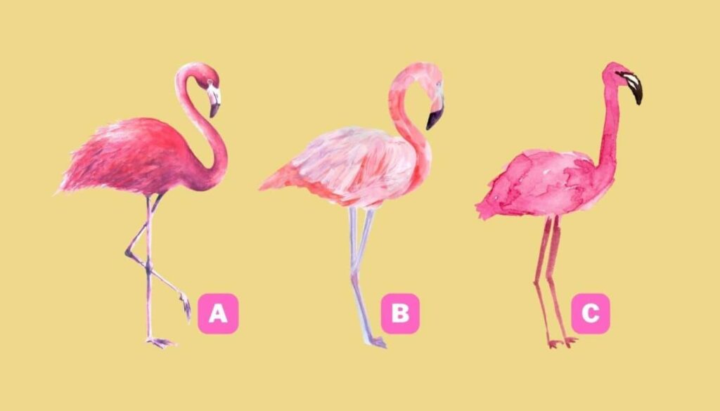 Kişilik testi: Pembe bir flamingo seçerek daha mütevazı mı yoksa özgüvenli mi olduğunuzu öğrenin!
