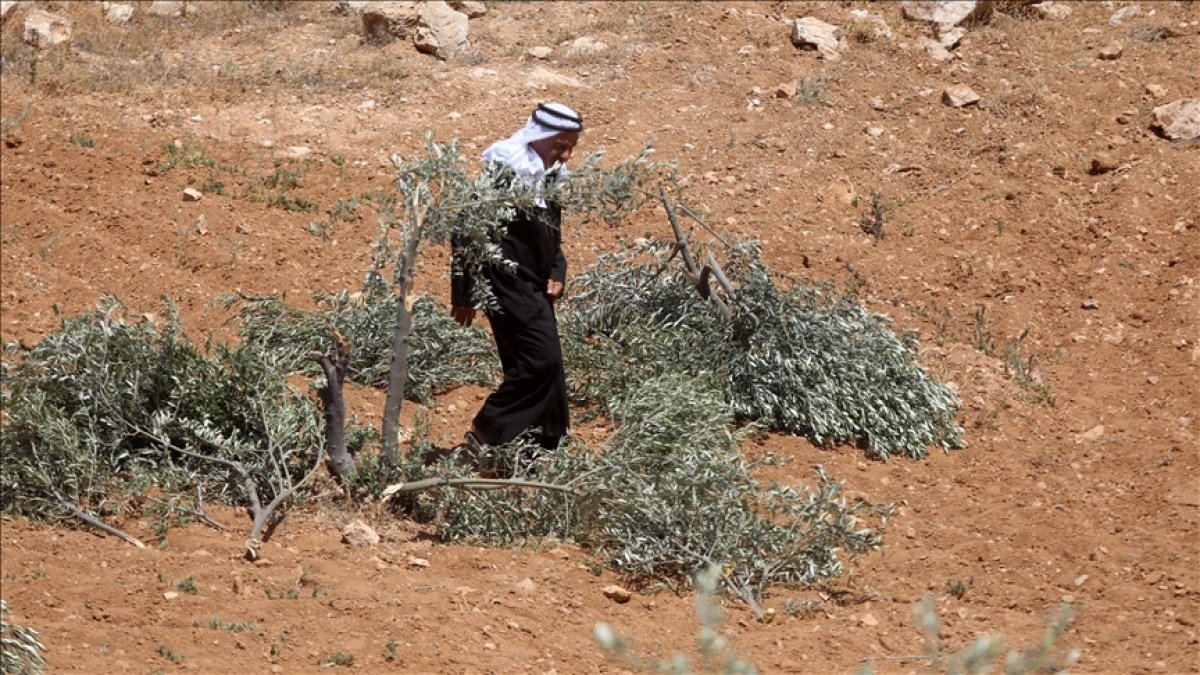 İsrail, Batı Şeria’da bir haftada 1608 zeytin ağacını kökünden söktü