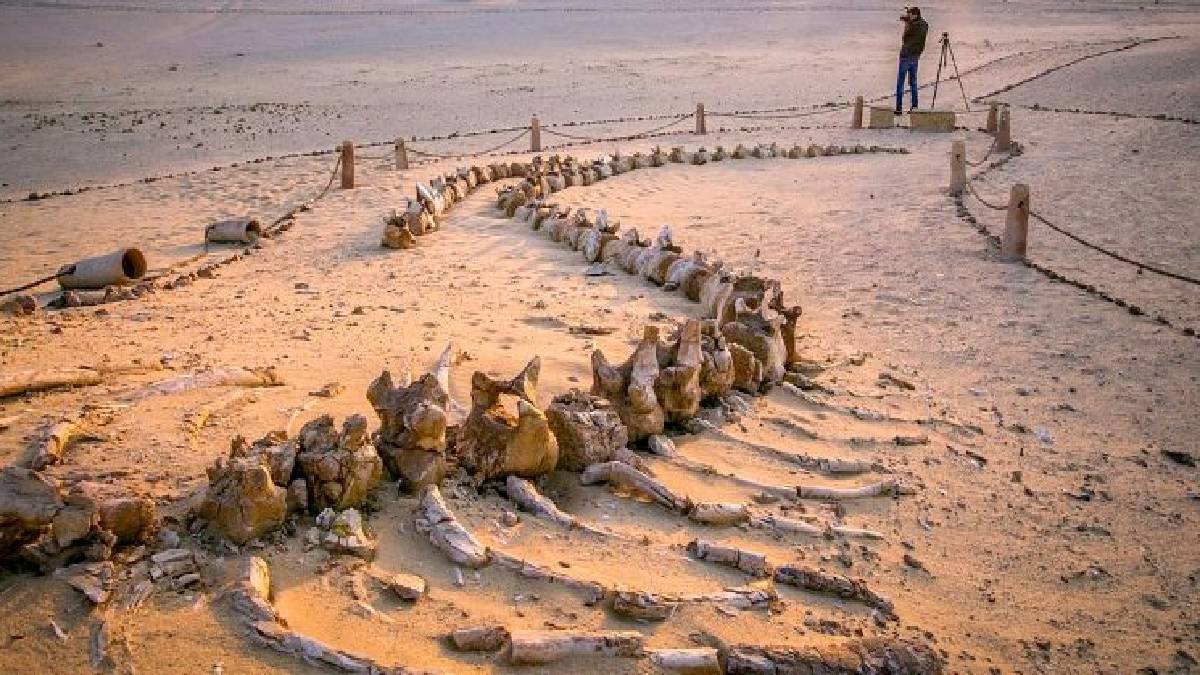 Dünyanın en ilginç yeri! Kimse çölün ortasında olduğuna inanamıyor! ‘Balina Vadisi’ şaşkınlık yaratıyor