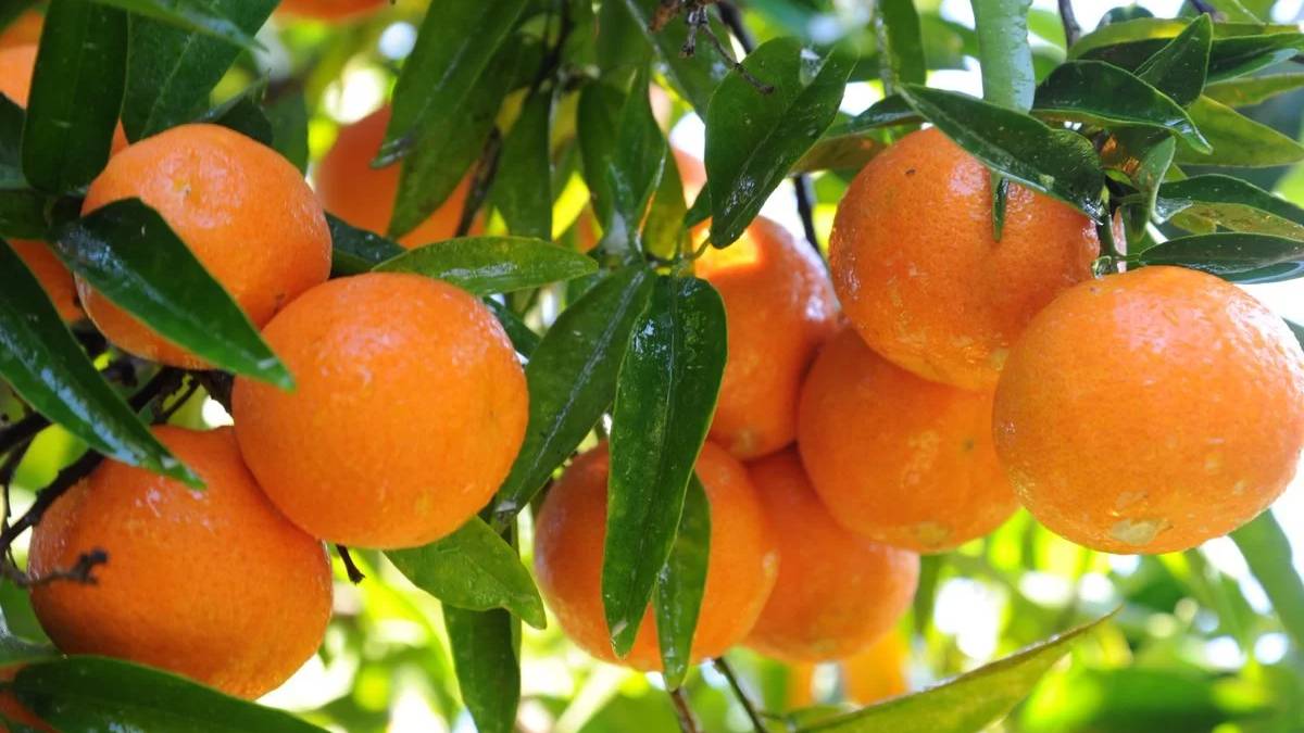 Bodrum mandalinası hasatta: Üretici 15 liraya satıyor, tezgahta 100 lira