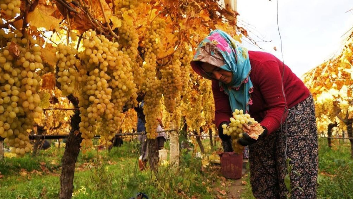 Sofralık üzümde hayal kırıklığı: Üretici emeğinin karşılığını alamadı