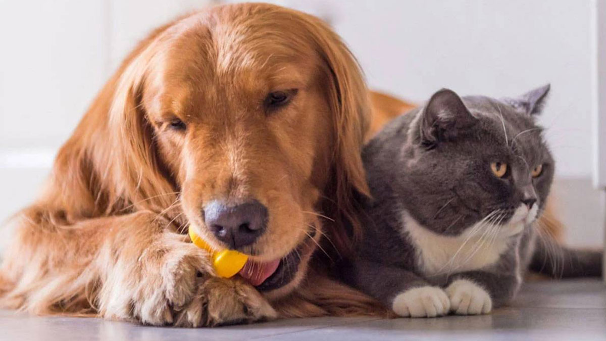 Veteriner hekim açıkladı: Evcil hayvanlar tehdit değil, ruh sağlığına destek