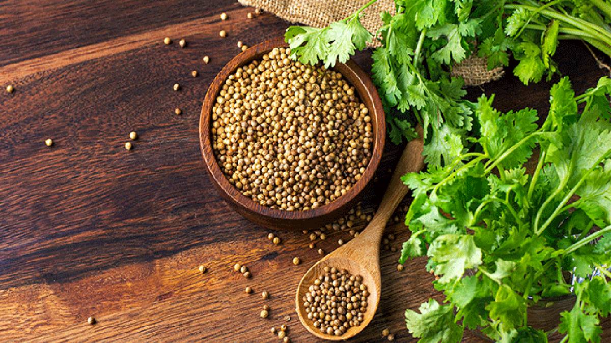 Birçok kişi faydasını bilmiyor! Kişniş tohumu tüketen uzun yaşamın sırrını buluyor